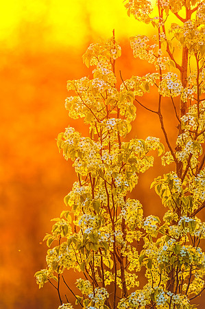 Flora 2