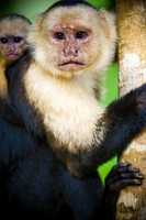 Fauna