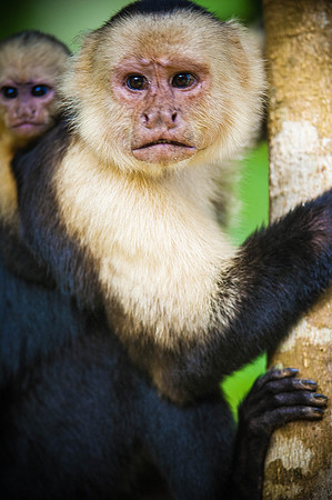 Fauna 1