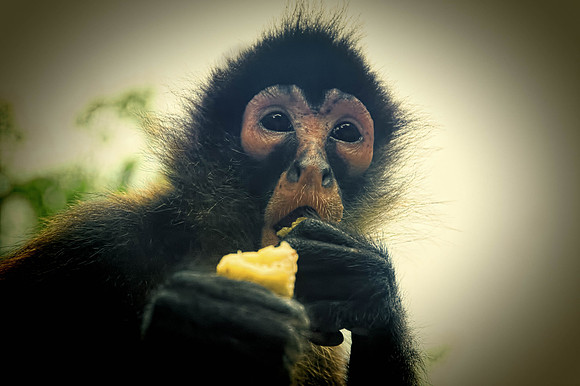 Fauna 2