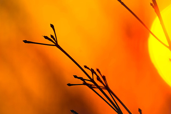 Flora 1